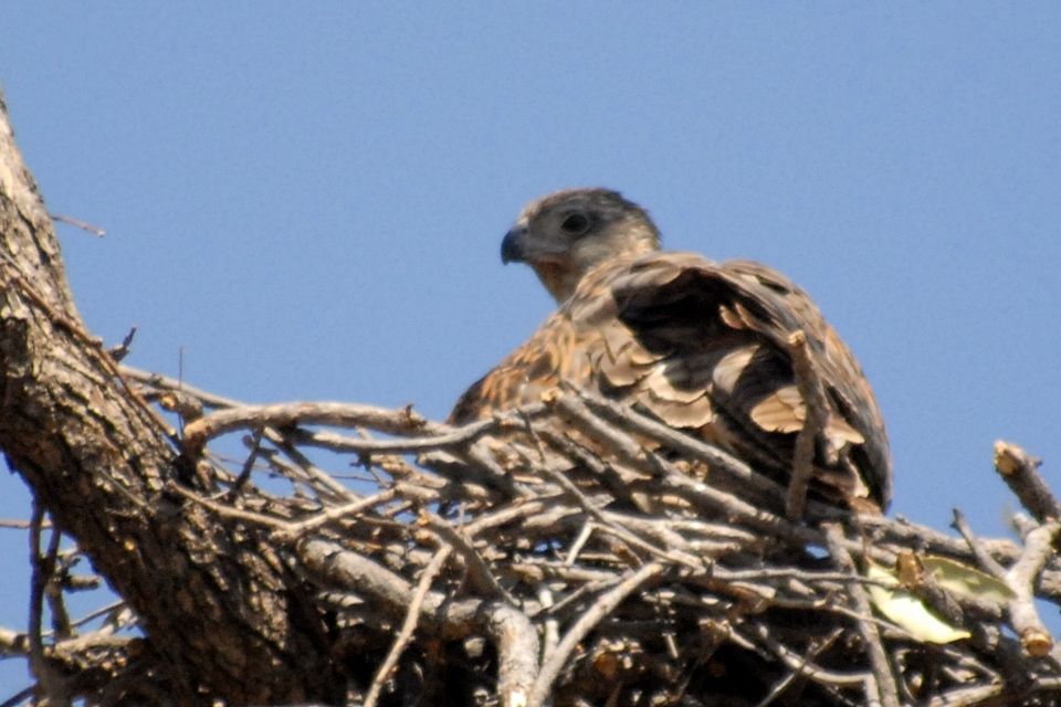 Red Goshawk (Erythrotriorchis radiatus)